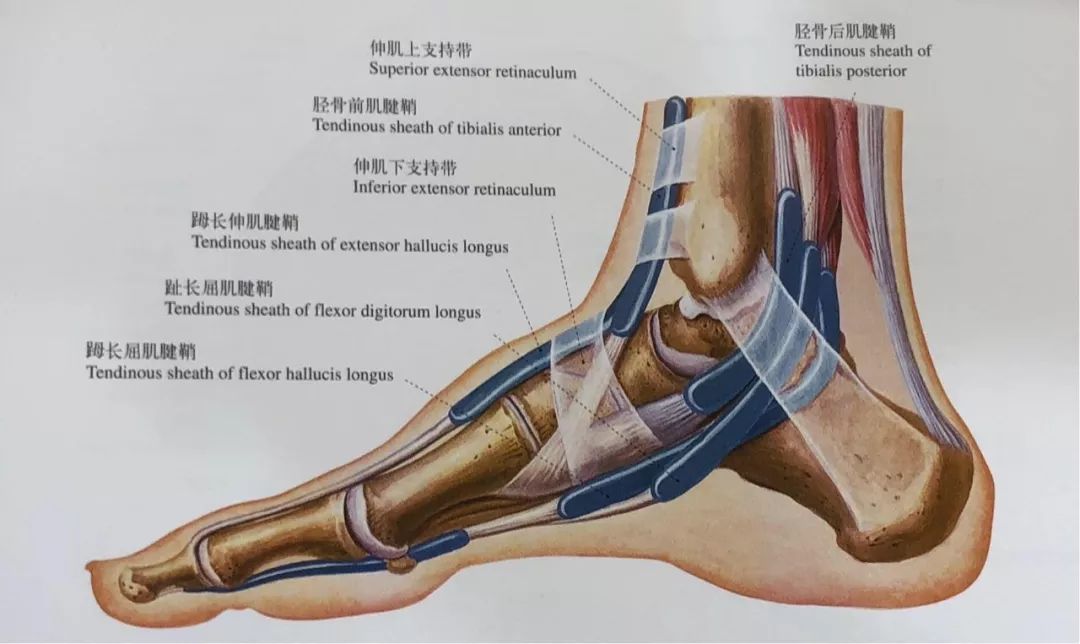 穿鞋脚后跟掉怎么回事(科学解决走路掉袜子，最后一招你绝对想不到)