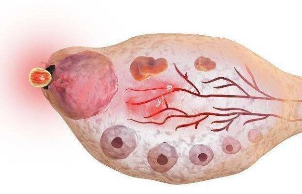 排卵期什么时候同房 怎样知道自己排卵了-春风号