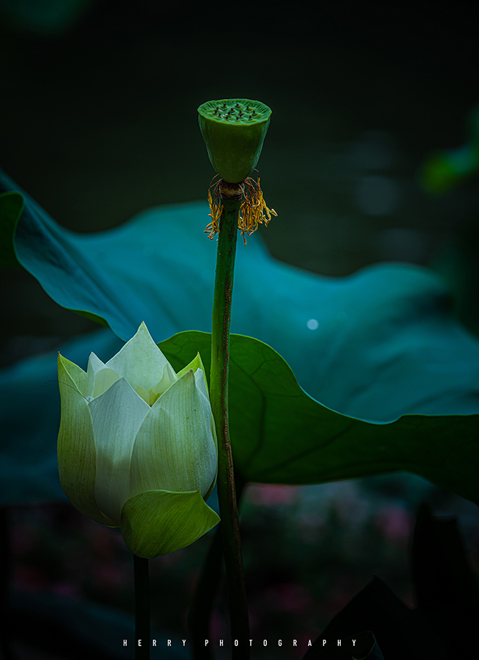 “荷红莲碧”西湖开秀——荷之妖娆，花之艳红，摄之花狂，影人入胜