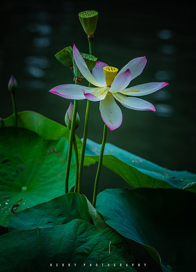 “荷红莲碧”西湖开秀——荷之妖娆，花之艳红，摄之花狂，影人入胜