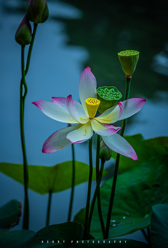 “荷红莲碧”西湖开秀——荷之妖娆，花之艳红，摄之花狂，影人入胜