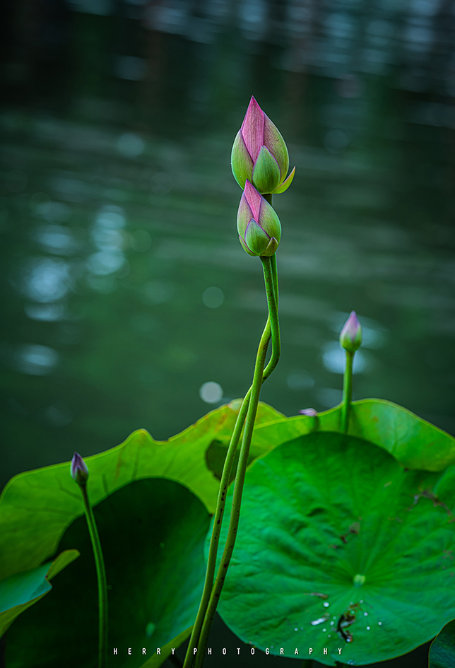 “荷红莲碧”西湖开秀——荷之妖娆，花之艳红，摄之花狂，影人入胜