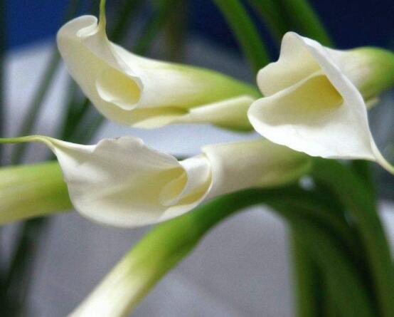 送马蹄莲花代表什么（不同颜色的马蹄莲花代表不同的寓意）