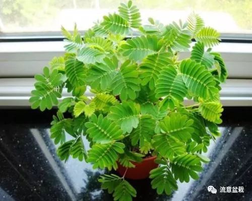 12种常见的有毒花卉,家庭养花一定要当心