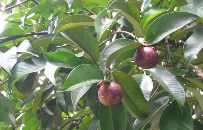 山竹里面黄黄的是什么可以吃吗 山竹里面黄黄的是坏了吗-双佳迪