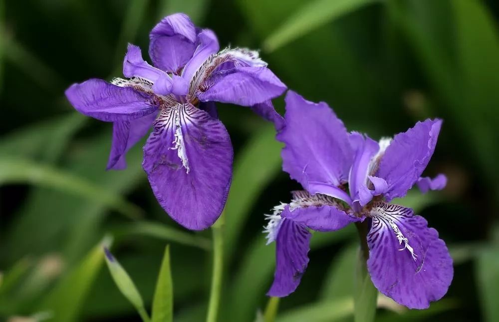 中国国花是什么 中国国树国花-大连号