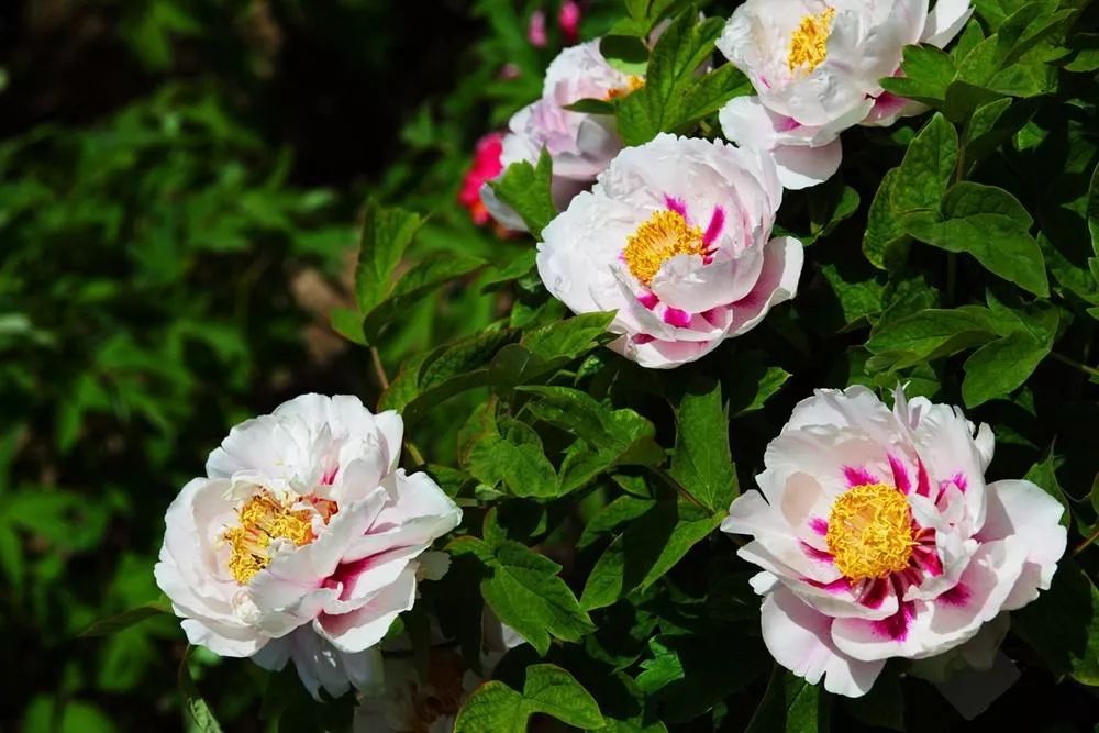 中国国花是什么 中国国树国花-大连号