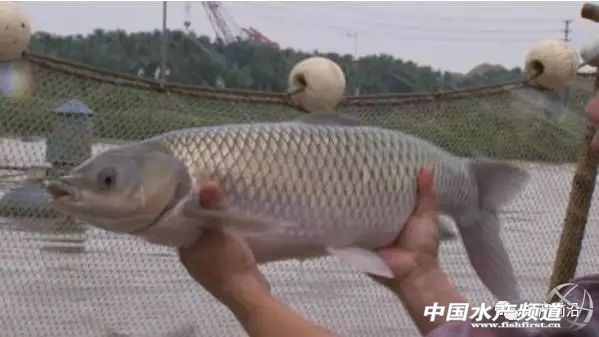 脆皖(wan)鱼怎么养出来的(de)（脆皖鱼的养殖技术视(shi)频教程）-悠嘻资讯网