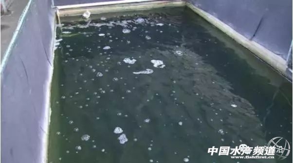 脆皖鱼怎(zen)么养出来的（脆(cui)皖鱼的养殖技术视频教程(cheng)）-悠嘻资讯网