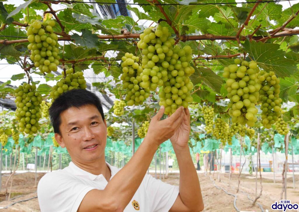 今日广州葡萄价格行情，今日葡萄批发价格