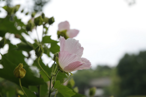 立秋，芙蓉花开！但你知道人们为啥喊它“照水芙蓉”吗？