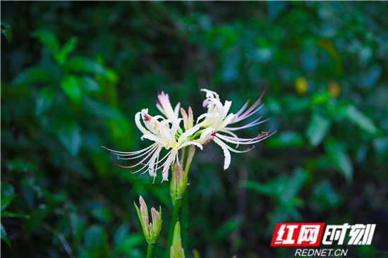 武陵源区：核心景区彼岸花开 十里画廊游人如织