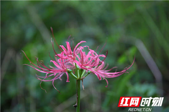 武陵源区：核心景区彼岸花开 十里画廊游人如织