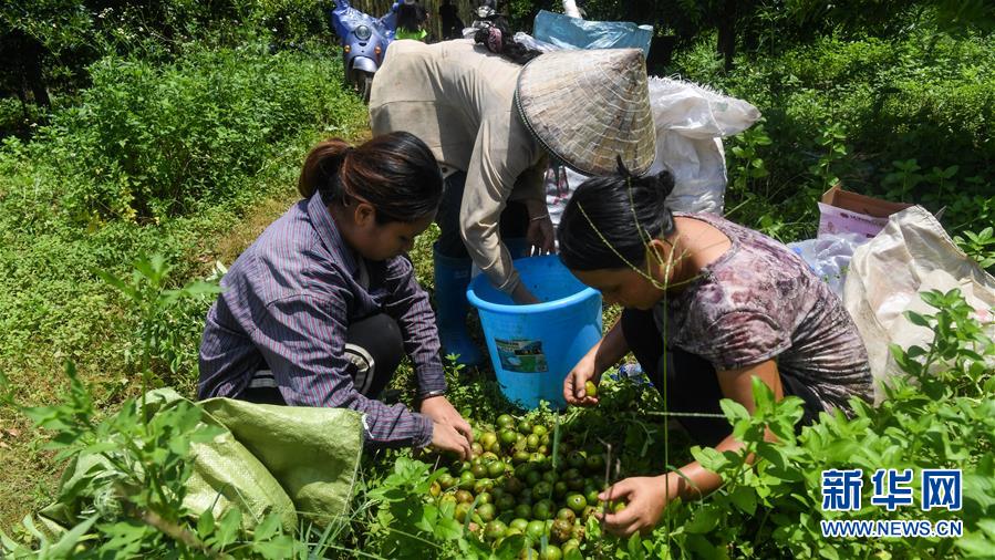 中国哪里适合种植山竹（中国哪里适合种植山竹的地方）-第3张图片-巴山号