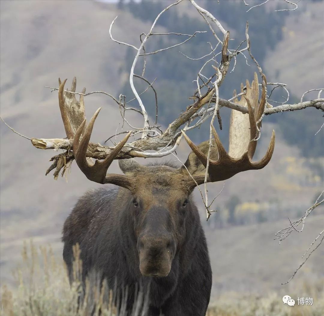 鹿角的功效与作用 鹿角在鹿身上的作用-百联百科