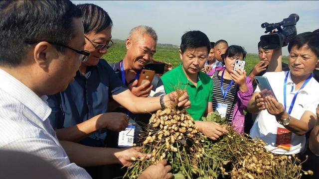 第二届“益花1号”花生产业化发展论坛在河南汝州举行