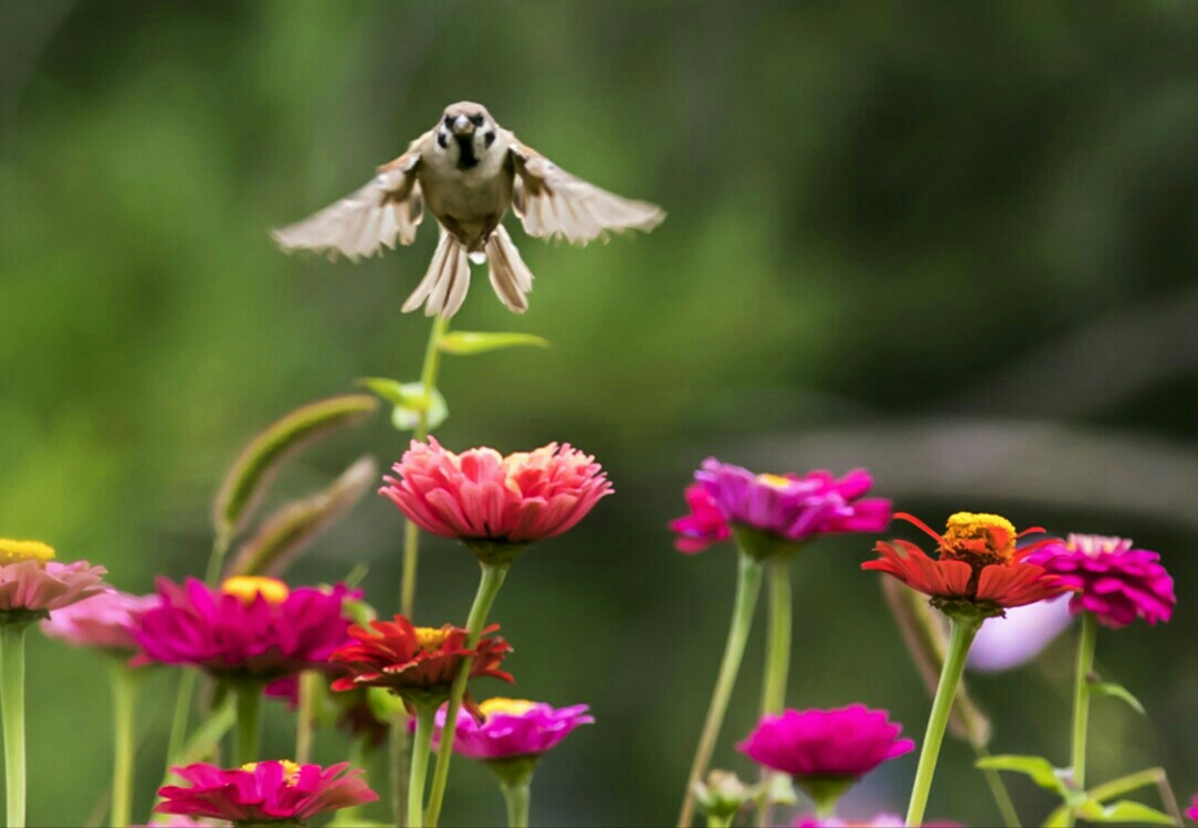 花间舞