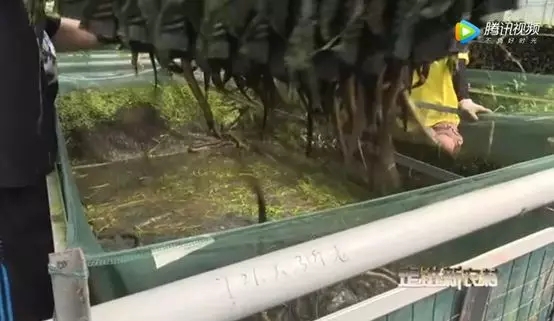 黄鳝养殖技术视频（住别墅，吃海鲜的黄鳝，怎么养？）