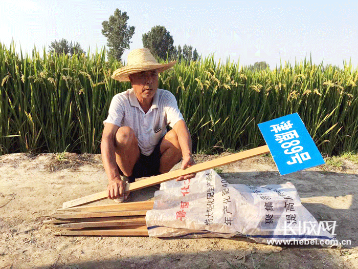 「壮丽70年·品牌农业河北行」涿州贡米：“五统一”换来香万里