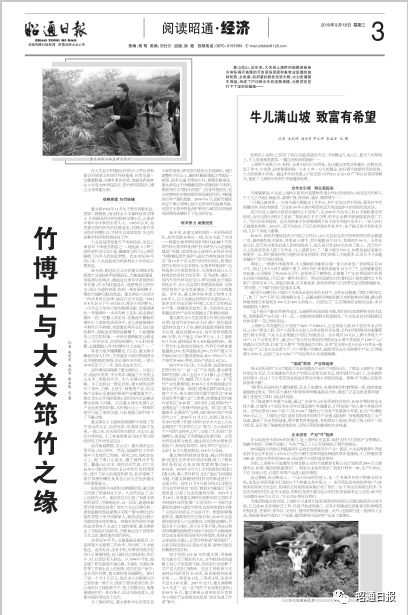 上高橋牛兒滿山坡 致富有希望