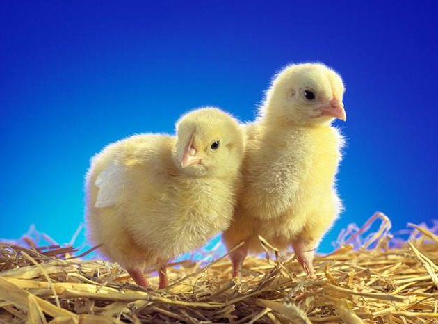 死灰复燃打一生肖（心太软的4大生肖男，一旦前任回头就会原谅，容易旧情复燃）