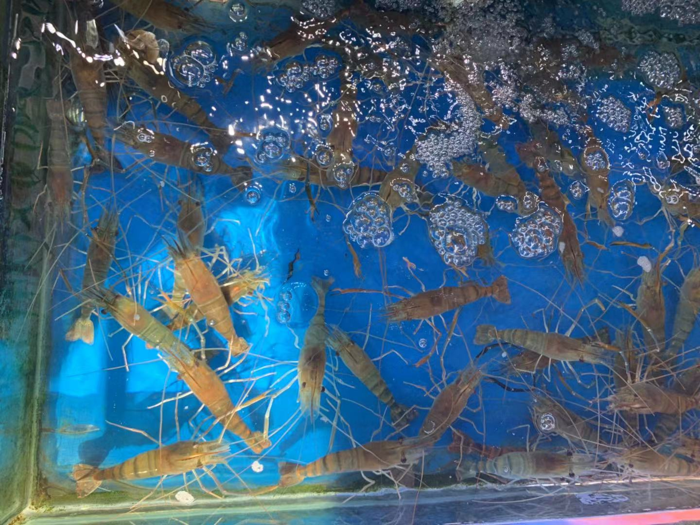 基围虾是海虾吗 基围虾是什么品种-星星快文