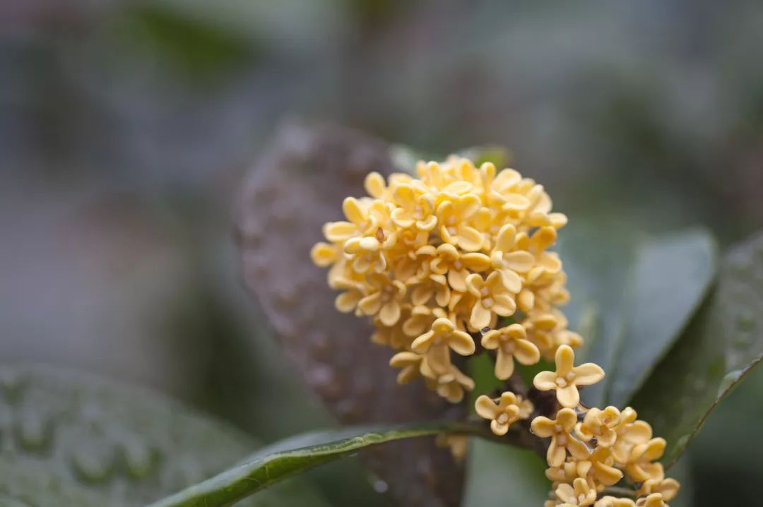 秋天的味道，桂花知道