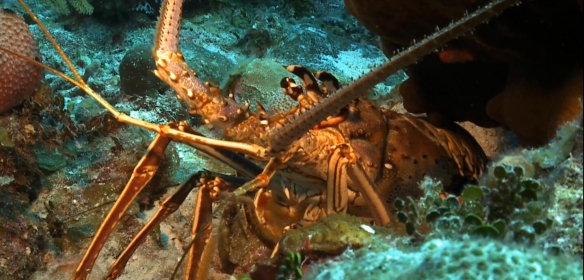 龙虾的样子看起来就很有"史前感".