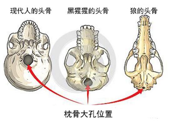 俄出土奇怪头骨(埃塞俄比亚挖出一块头骨 难道人类祖先要换人了？)