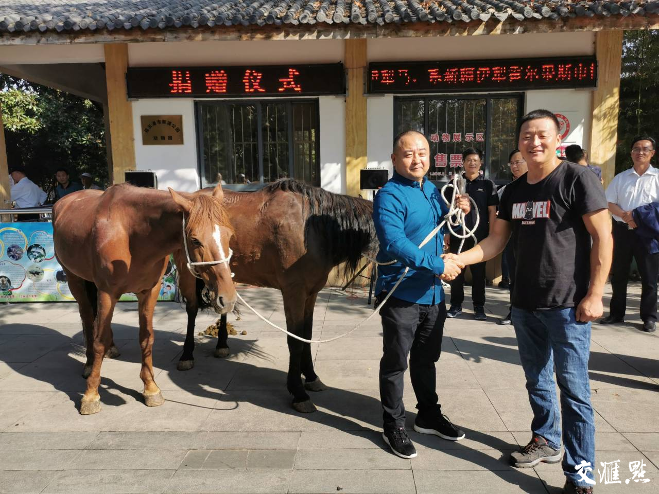 一个人、两匹马、万里路，感恩援疆情，他将“宝马”送到连云港