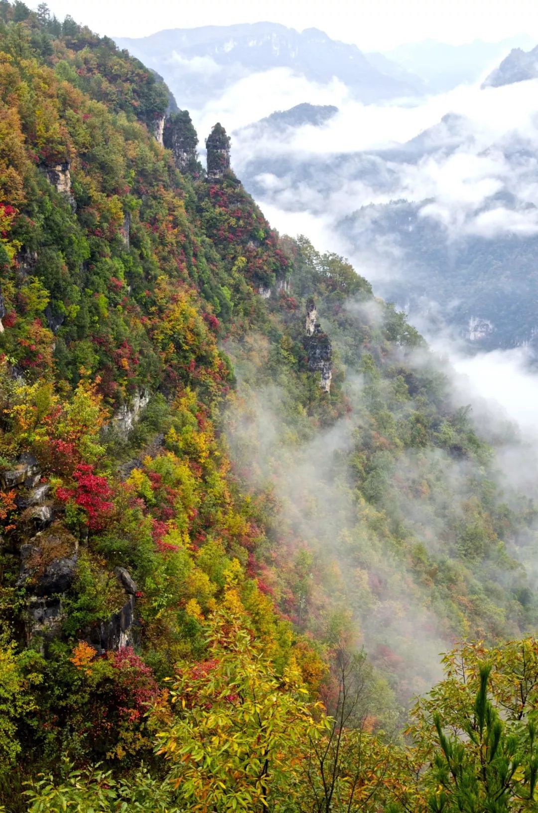 红了！乌桕叶、枫叶等正式进入最佳观赏期，快来湖北看万山红遍