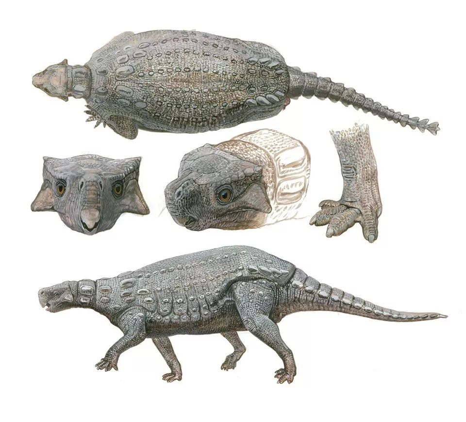 盾龙:白垩纪澳大利亚的"迷你小坦克"