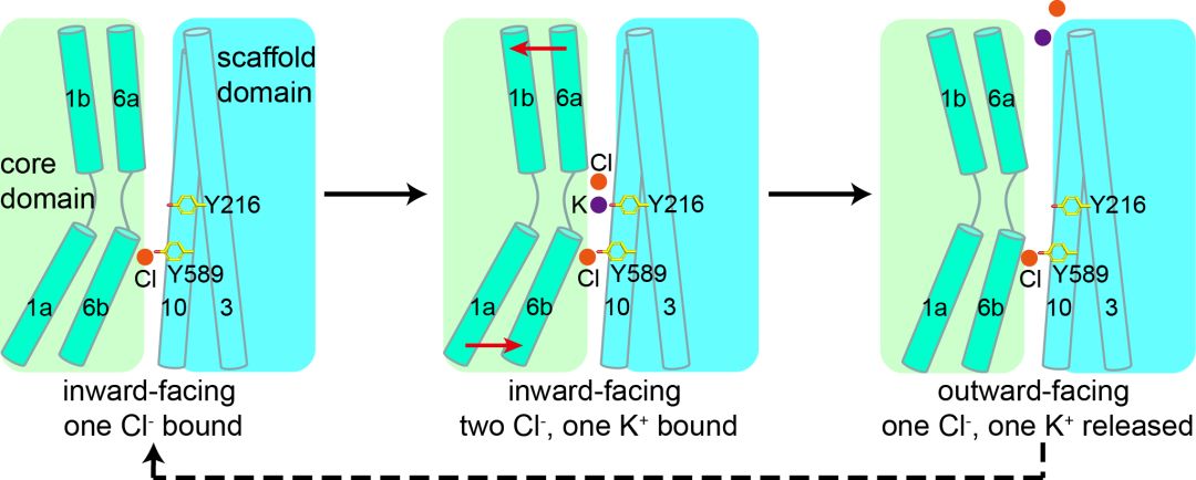 《Science》来了！天大青年教师“解锁”细胞的门户蛋白！