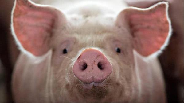 26个省份猪价下跌，其他肉价却持续上涨，养殖户每月多赚1万元