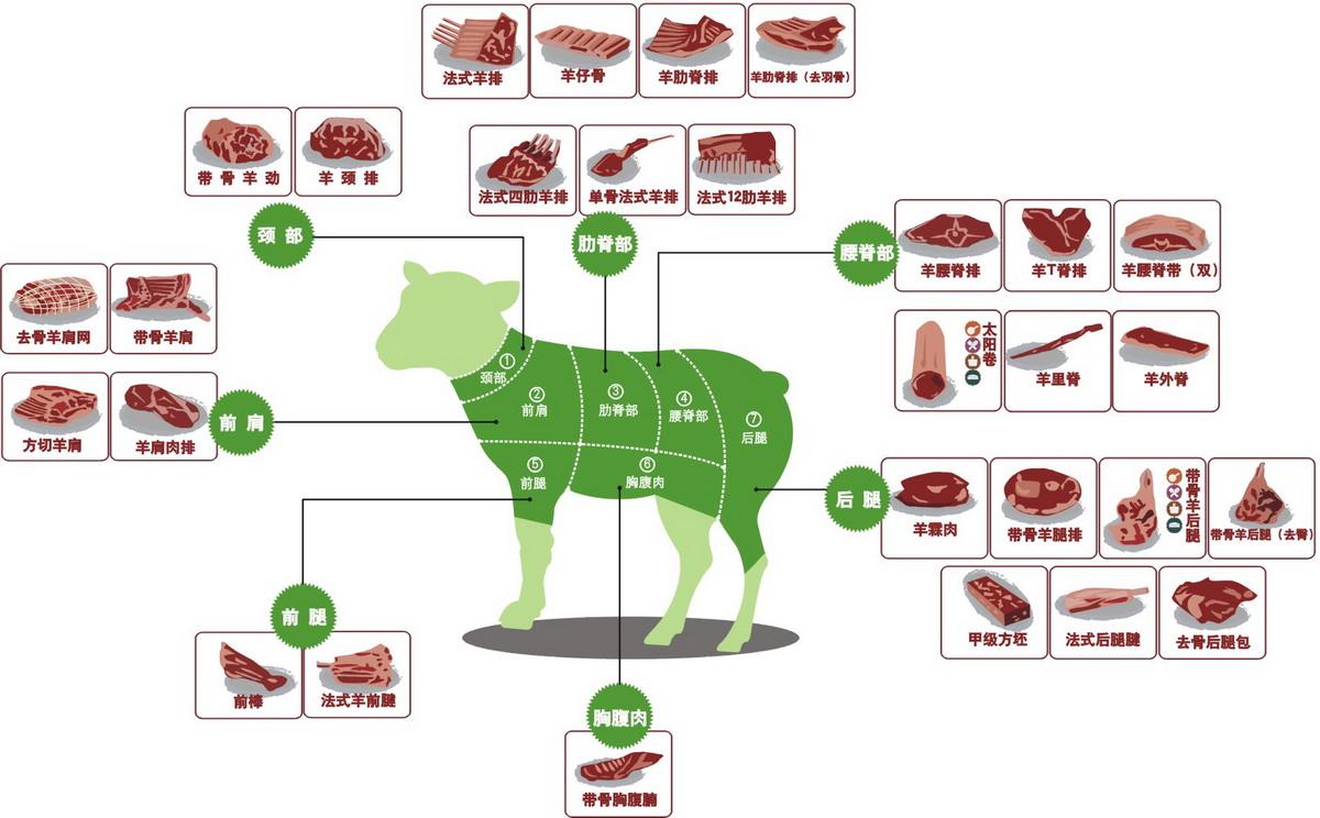羊全身部位图解图片