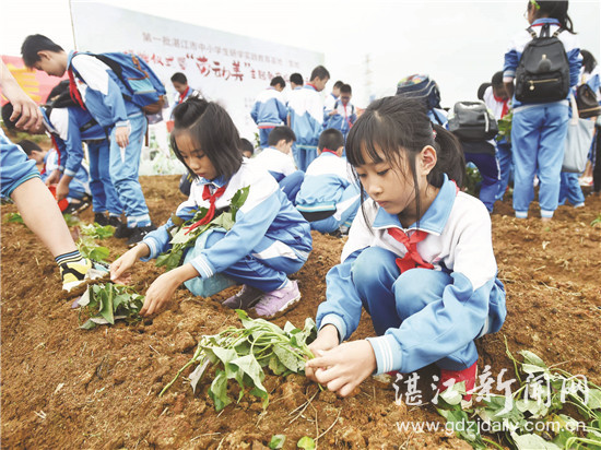 广东省吴川市海滨小学足球队(湛江教育驶上改革发展快车道)