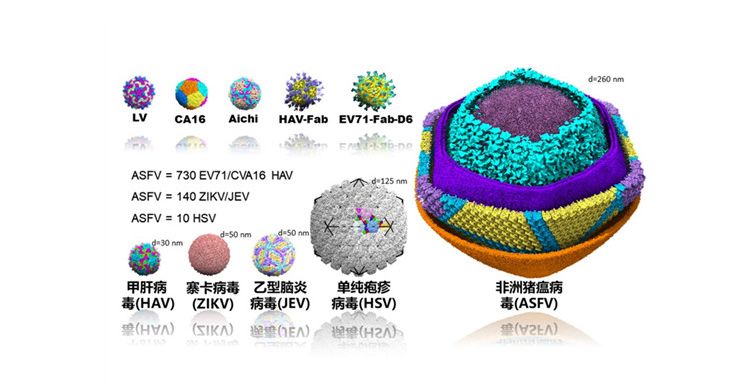 降了！猪肉价格重回20元+时代！南充人灌香肠熏腊肉要注意了…