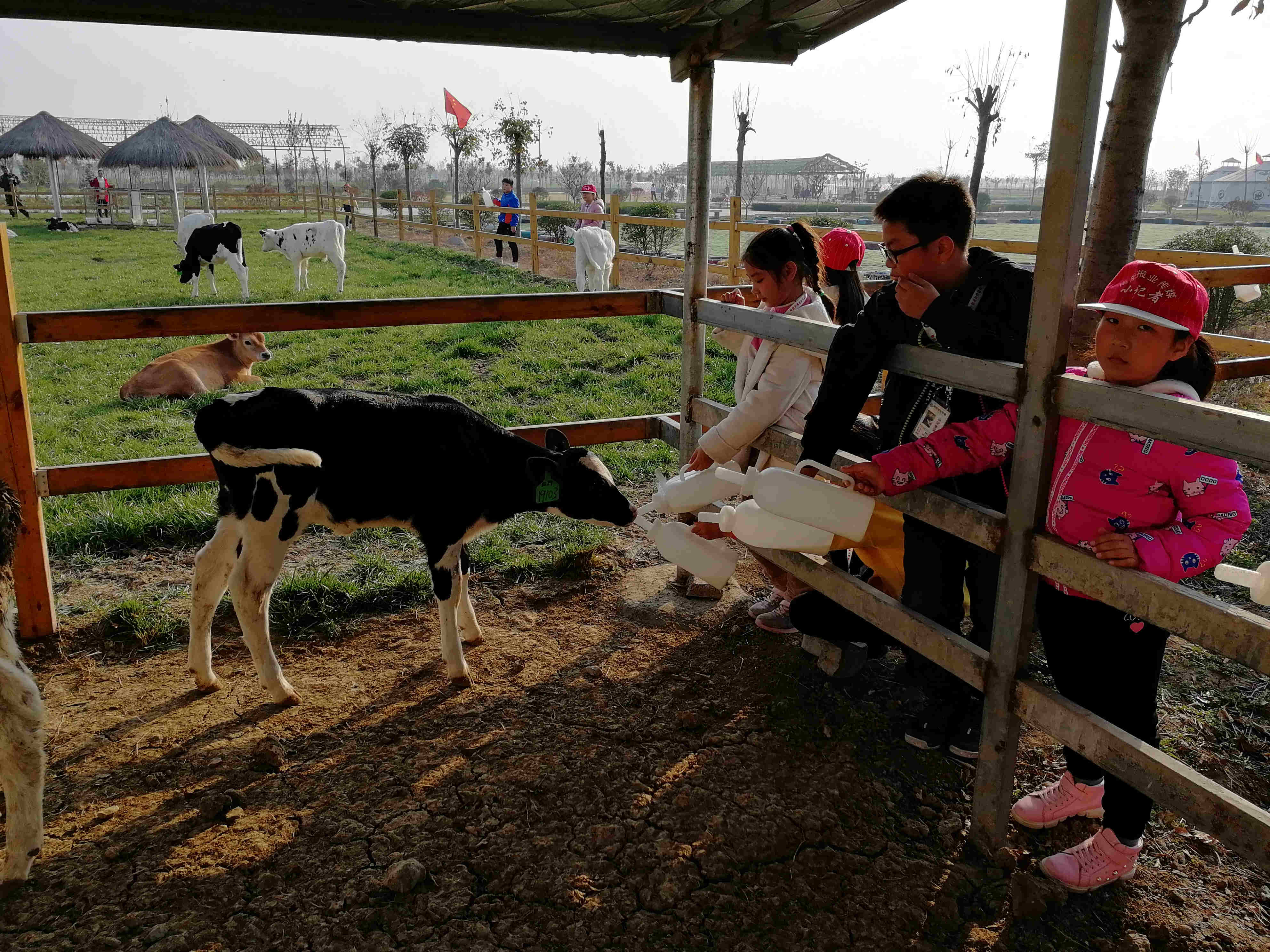 报业传媒小记者邓州采风——花洲书院品书香 走进牧场喂小牛