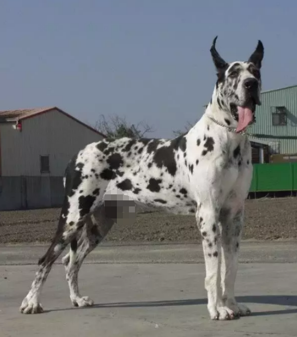 大丹麥狗(這10種著名的巨型犬,知道3個以上,算你厲害)