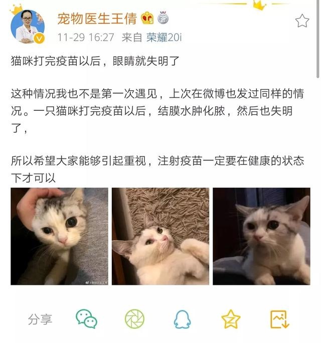 关于猫咪疫苗的所有疑问，都在这里了