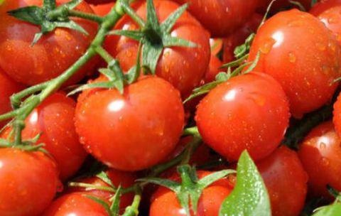 长期吃西红柿有什么危害（这8类人吃多了番茄可能会伤身）