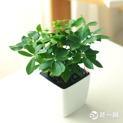 新房“毒气”太浓？这10种绿植堪称空气净化器