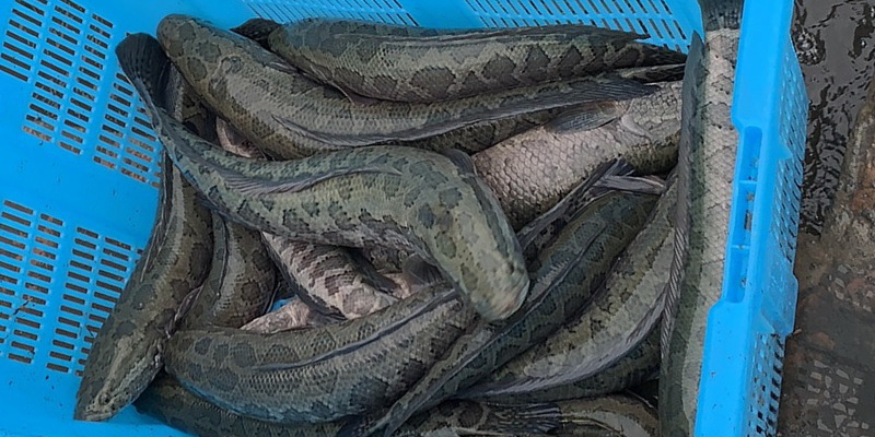 黑鱼的问题到底在哪里?