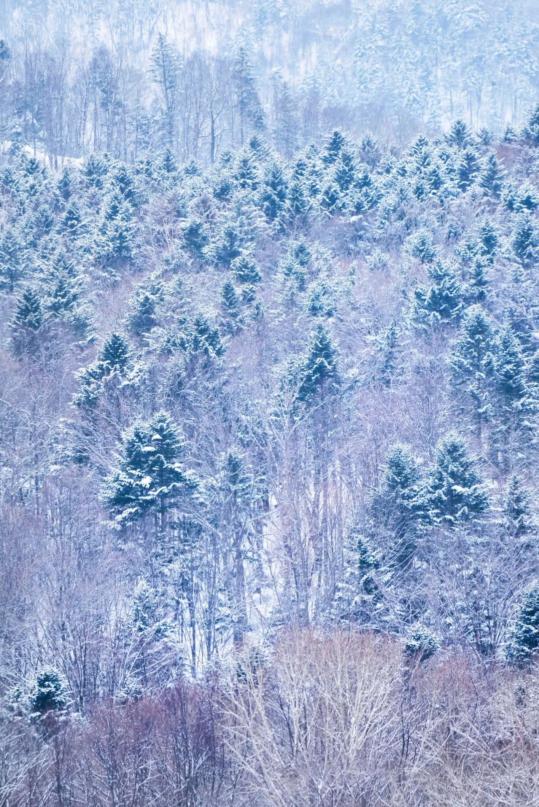 为什么北海道在海边还会下雪(北海道为什么是丰饶之“海”？)