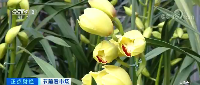 今日庄河芸豆批发价格「今日芸豆批发价格」