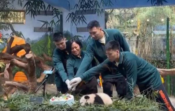 易建联被熊猫吓到新闻（反差萌！阿联被熊猫宝宝吓一跳 方硕赵睿一旁偷着乐）-华海博客