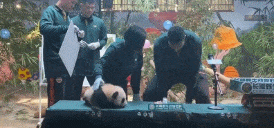 易建联被熊猫吓到新闻（反差萌！阿联被熊猫宝宝吓一跳 方硕赵睿一旁偷着乐）