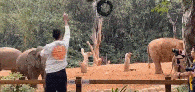 易建联被熊猫吓到新闻（反差萌！阿联被熊猫宝宝吓一跳 方硕赵睿一旁偷着乐）