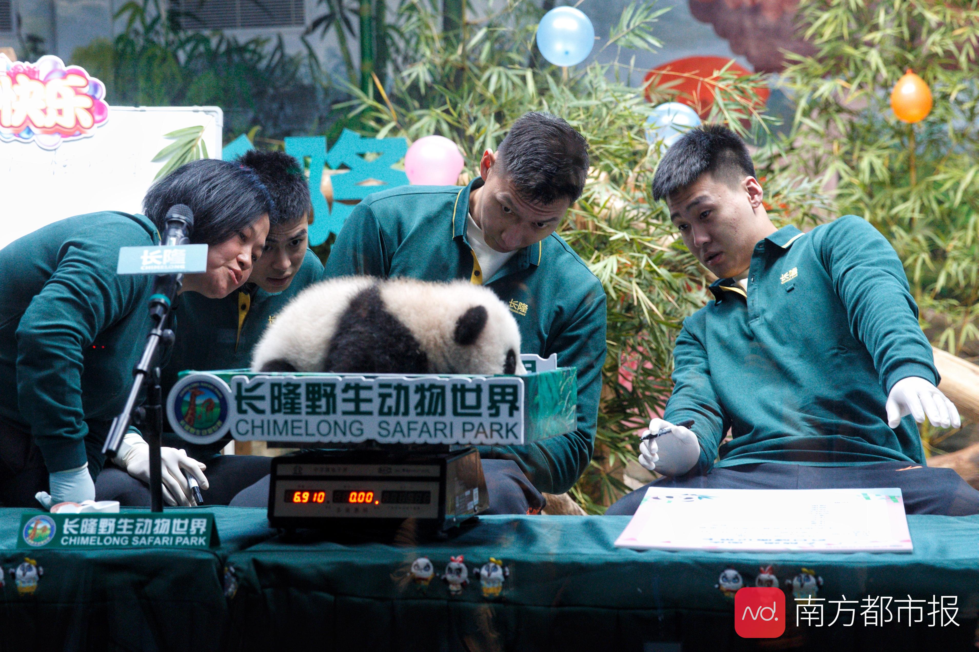 易建联被熊猫吓到(易建联篮球场上霸气强悍，遭遇软萌熊猫宝宝竟然被吓到)