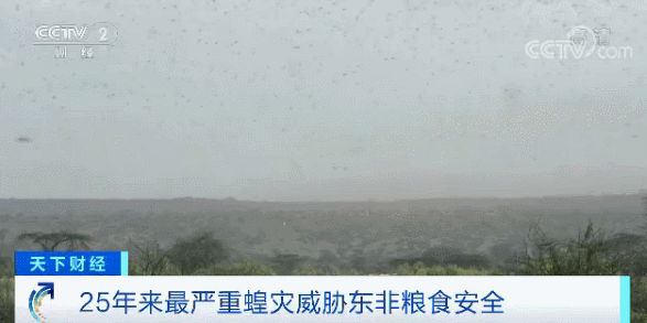 蝗虫就是蚂蚱？4000亿蝗虫，对我们会有什么影响……